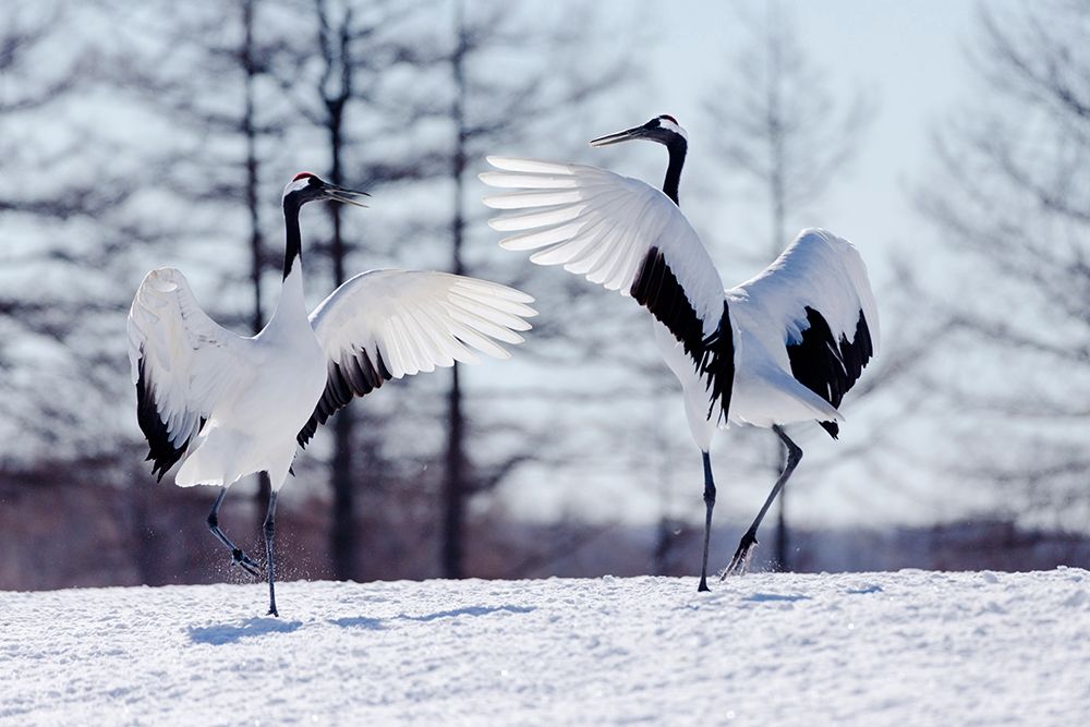 Japan-Hokkaido-Kushiro Two red-crowned cranes practice their courtship dance